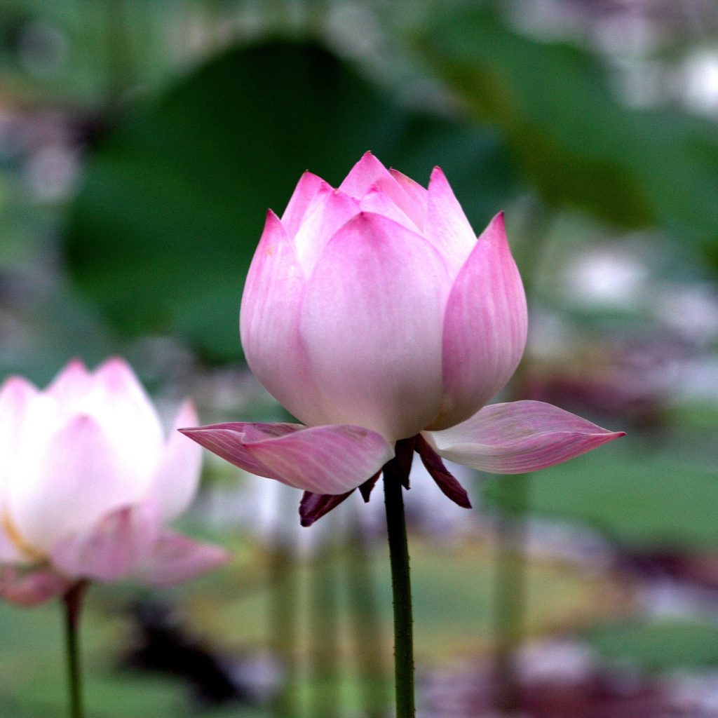 lotus-2323185_1920-e1578680169480-1024x1024